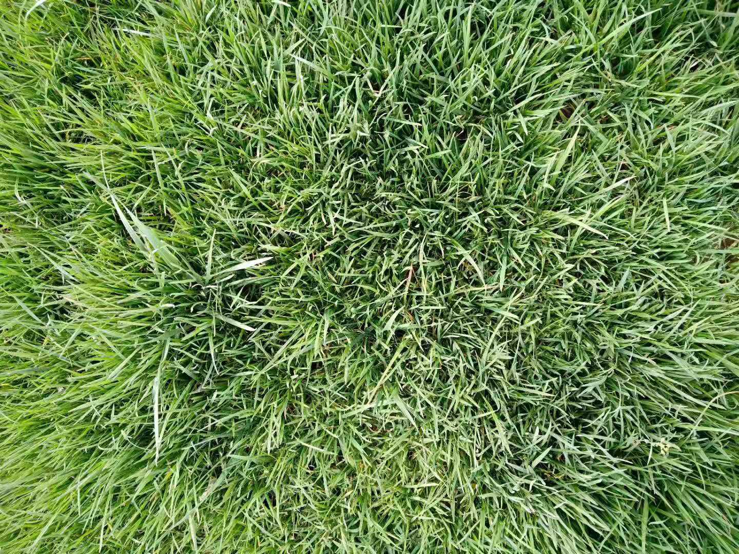 南方马尼拉草坪怎么种，播种量和越夏养护要点一次讲清