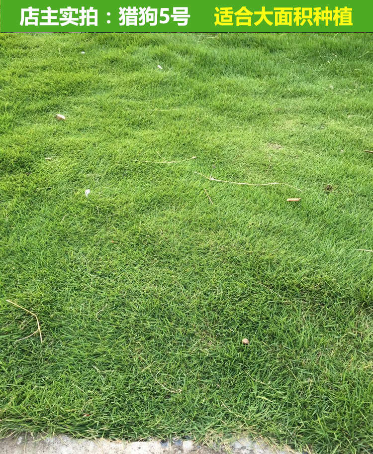 暖季型草种怎么选，狗牙根结缕草马尼拉特性对比和适用场景