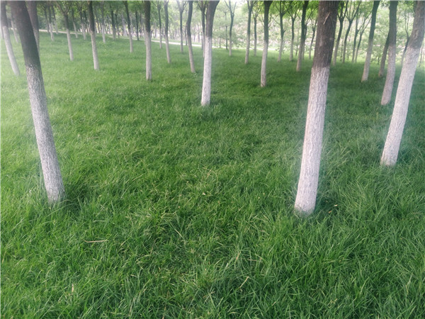 墨西哥玉米草怎么种产量高，播种量和刈割利用要点