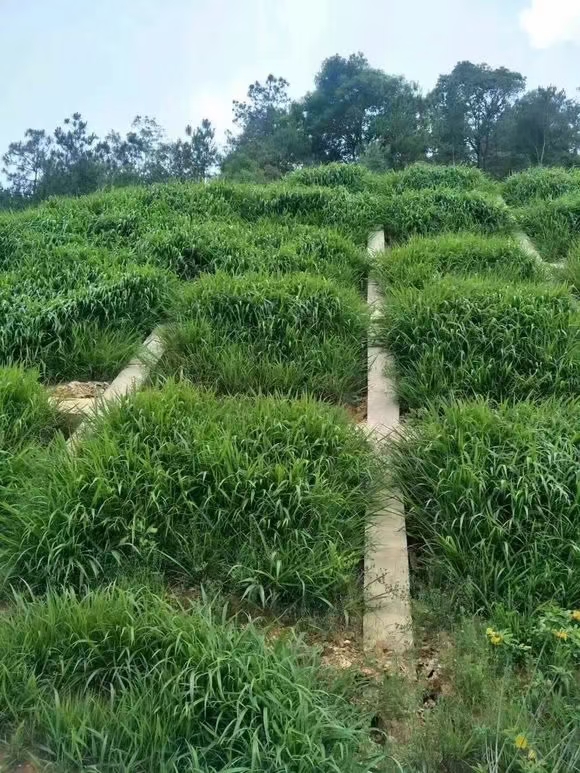 紫穗槐边坡怎么种，浸种催芽和栽植密度实操要点