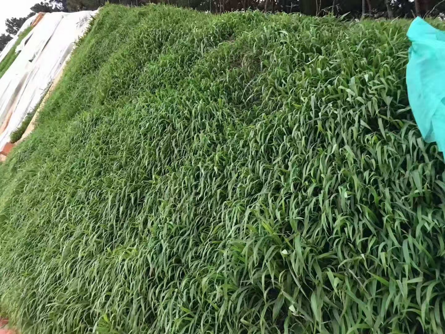 紫穗槐边坡怎么种，浸种催芽和栽植密度实操要点