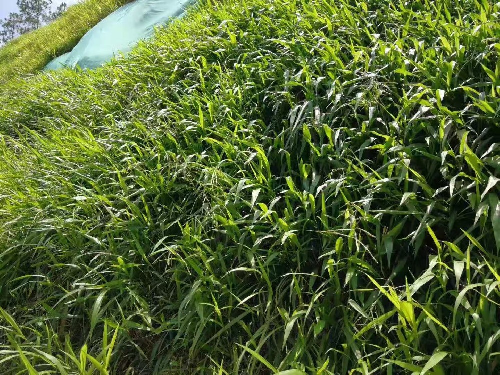 防止边坡塌方种什么草，深根草种和灌木搭配方案