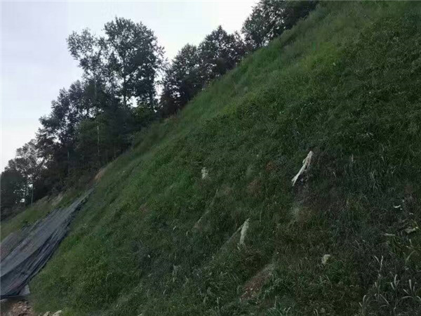 土质边坡护坡种什么草好，百喜草加白三叶混播配比