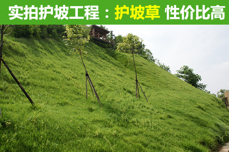 生态边坡绿化种什么草，兼顾水土保持和景观的草种组合