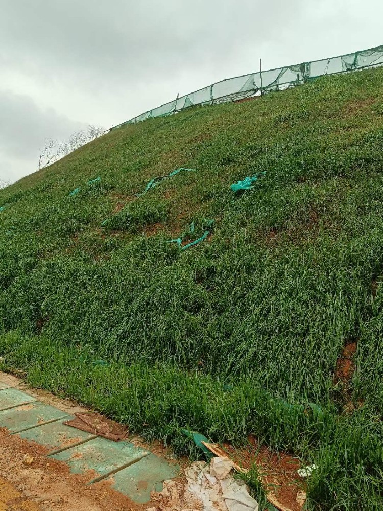 紫穗槐能不能种边坡护坡，固土效果和混播搭配