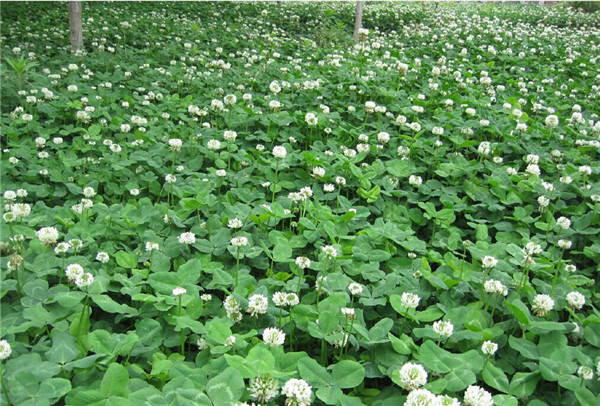 边坡适合种什么植物，草本灌木藤本三类搭配怎么选