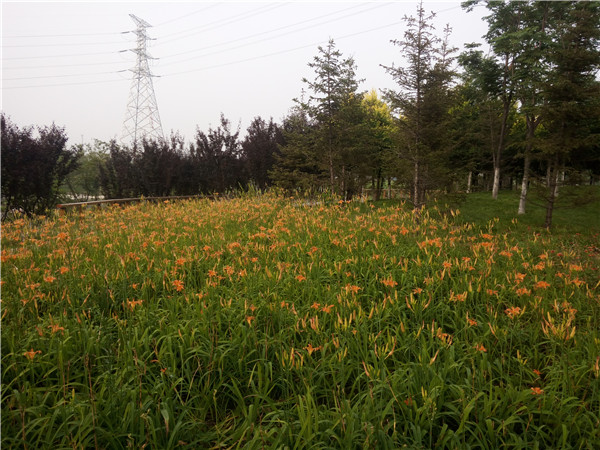 边坡适合种什么花护坡，多年生草花和播种密度