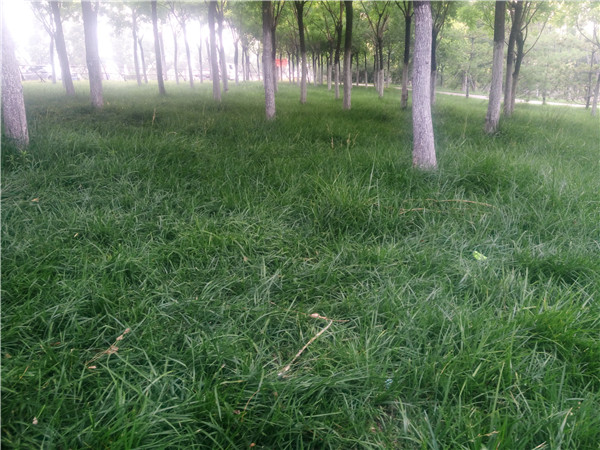 岩石边坡种什么灌木好，紫穗槐胡枝子栽植要点