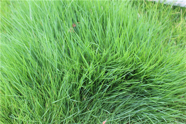 边坡种什么绿植好，草本灌木藤本三类怎么搭