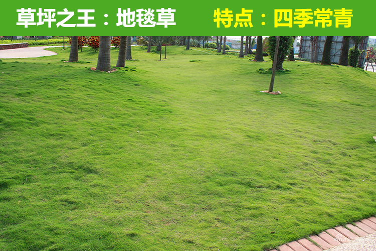 边坡防护网里种什么植物，网内穴播灌木和草