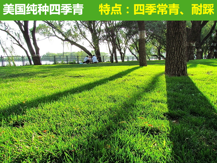山顶边坡绿化种什么，风大贫瘠坡顶草灌选择
