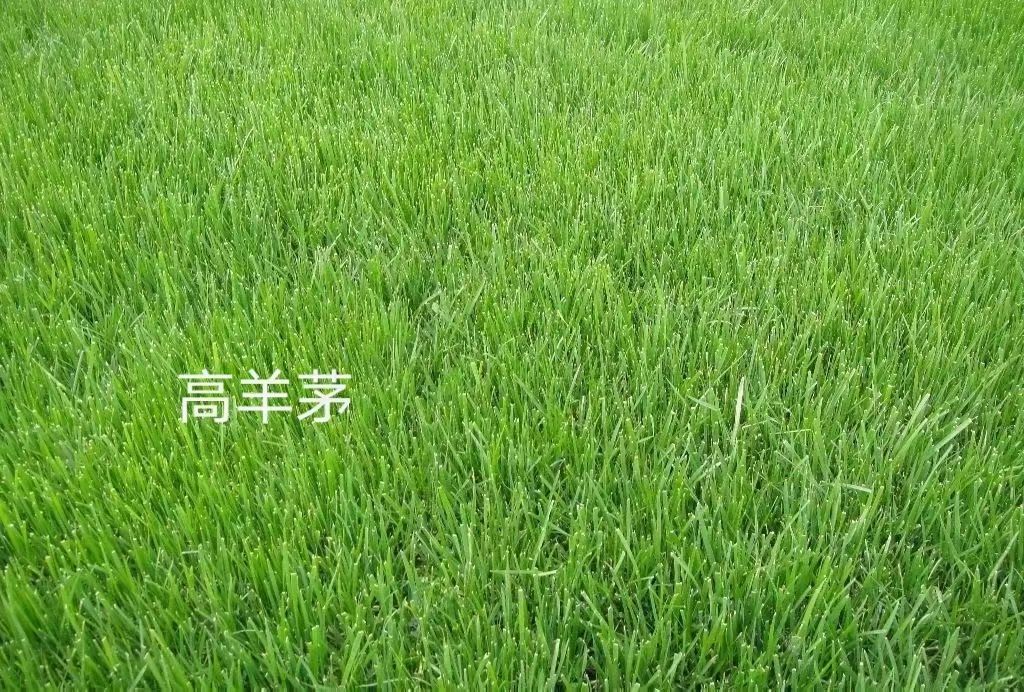 边坡种什么草皮好，草皮卷和草籽怎么选