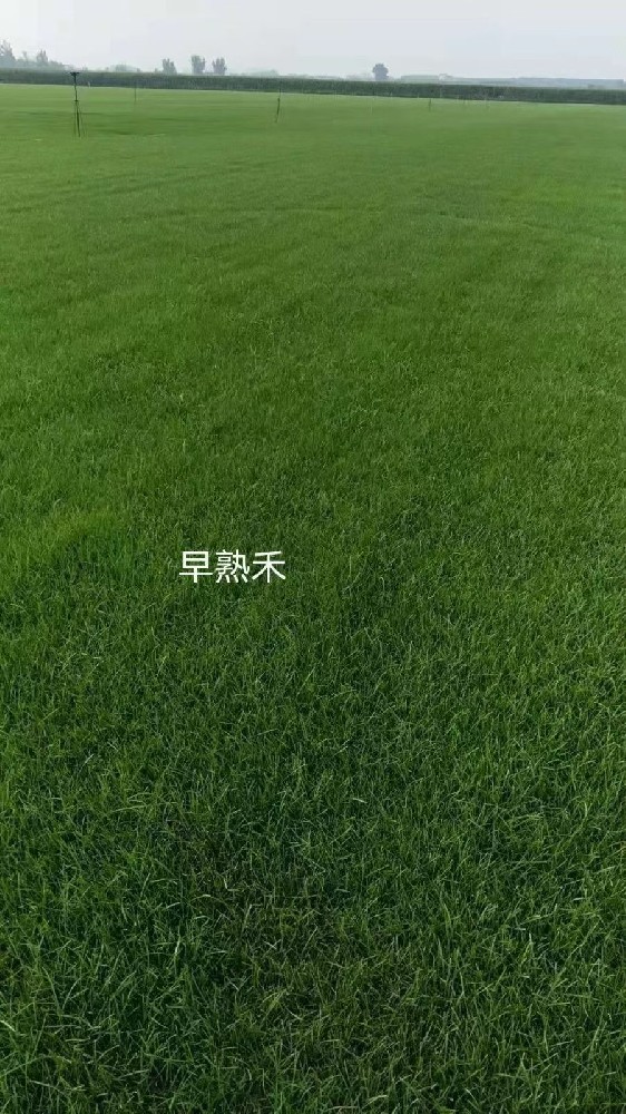 边坡防护种什么草，深根禾草加灌木双保险