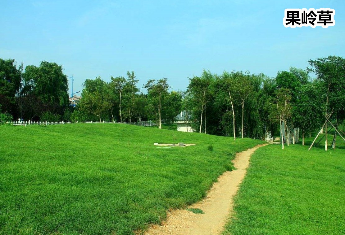 边坡防护种什么草，深根禾草加灌木双保险