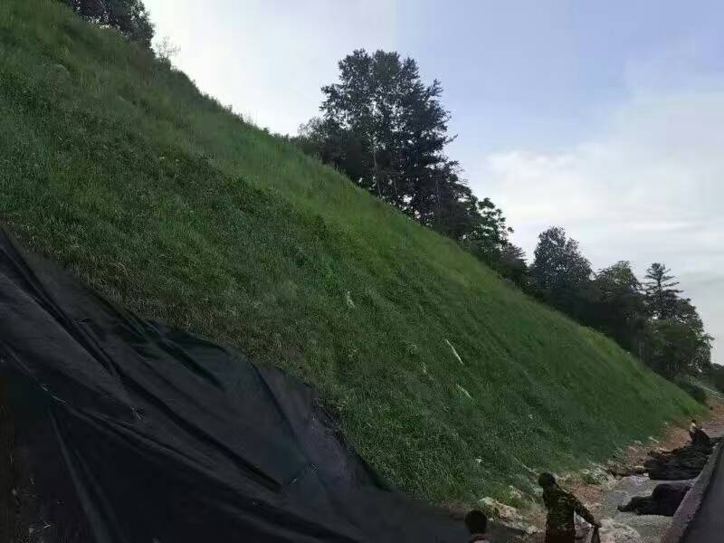 护坡高羊茅1.jpg