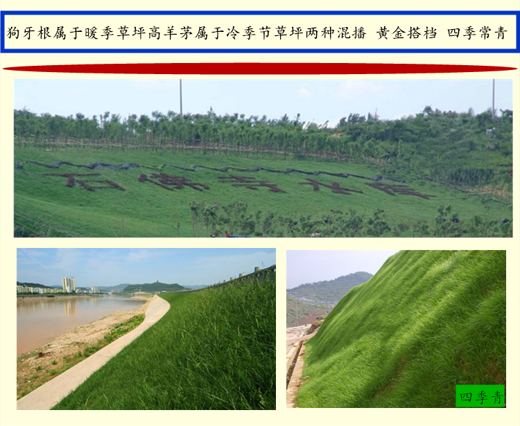 护坡草种采购合同写什么，质量条款和质保怎么约定