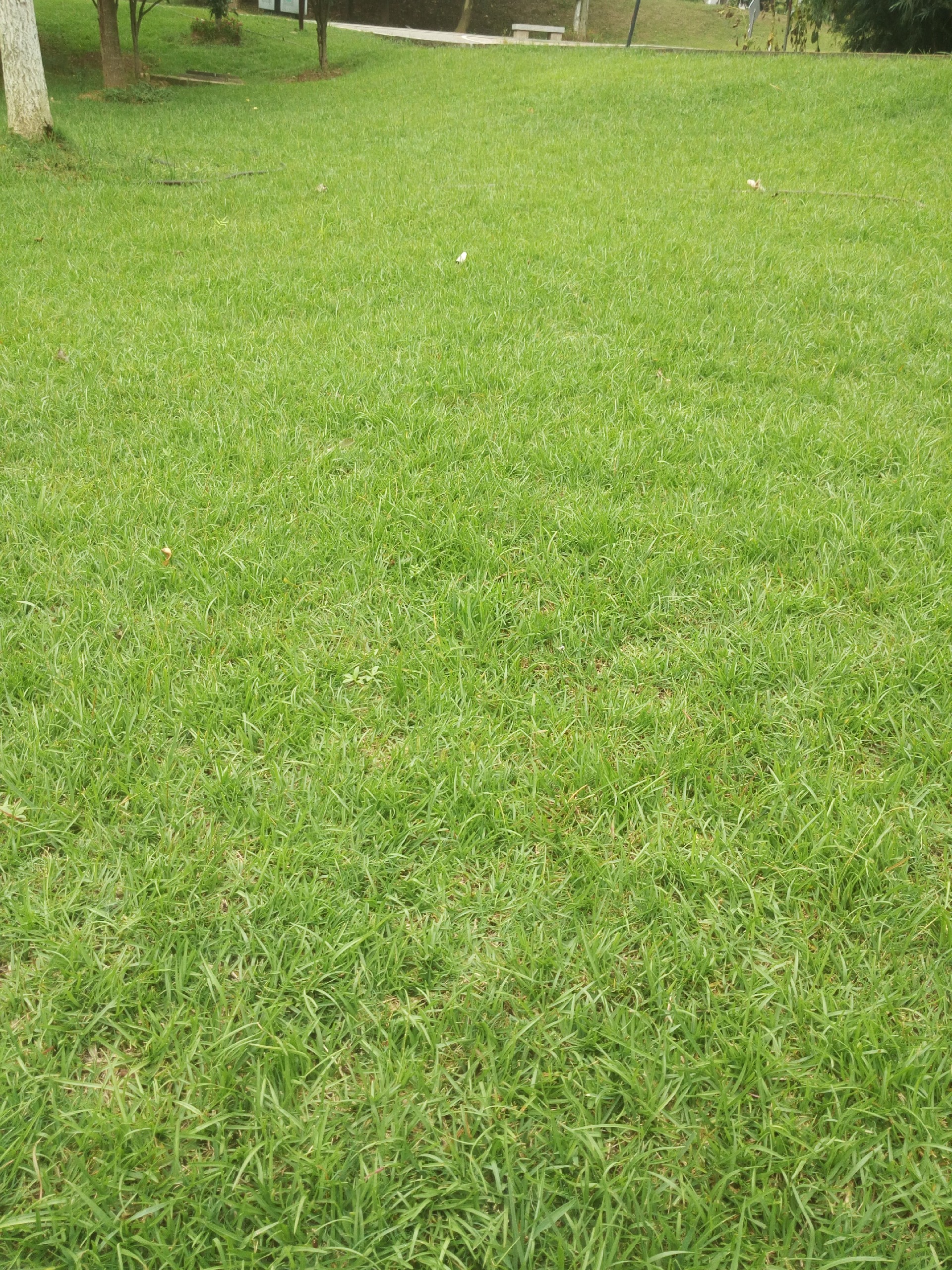 工程绿化草种去哪买，观赏草和护坡草批量采购渠道