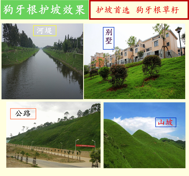 工程护坡草种供货周期多长，怎么提前锁货不误工期