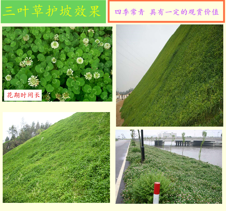 护坡草籽一斤能种多少平方，按播种量核成本