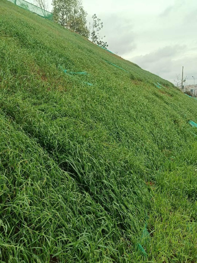菊苣牧草怎么种产量高，播种量、刈割次数和饲喂搭配