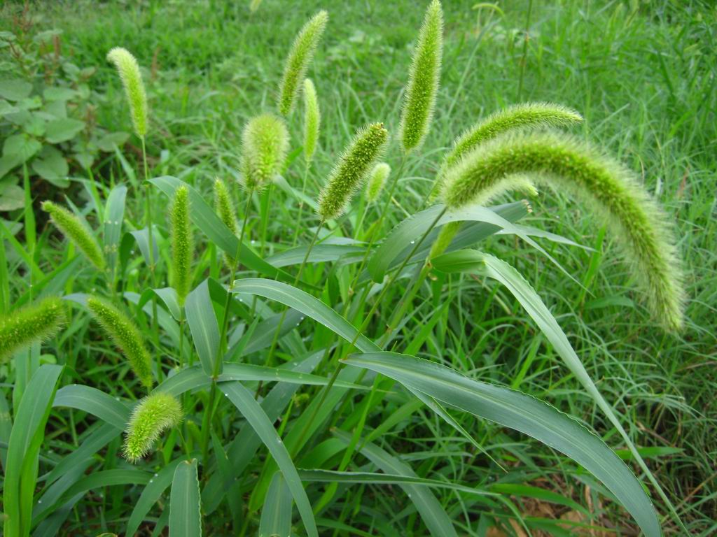 草坪长杂草怎么除，芽前封闭和苗后除草用药方案