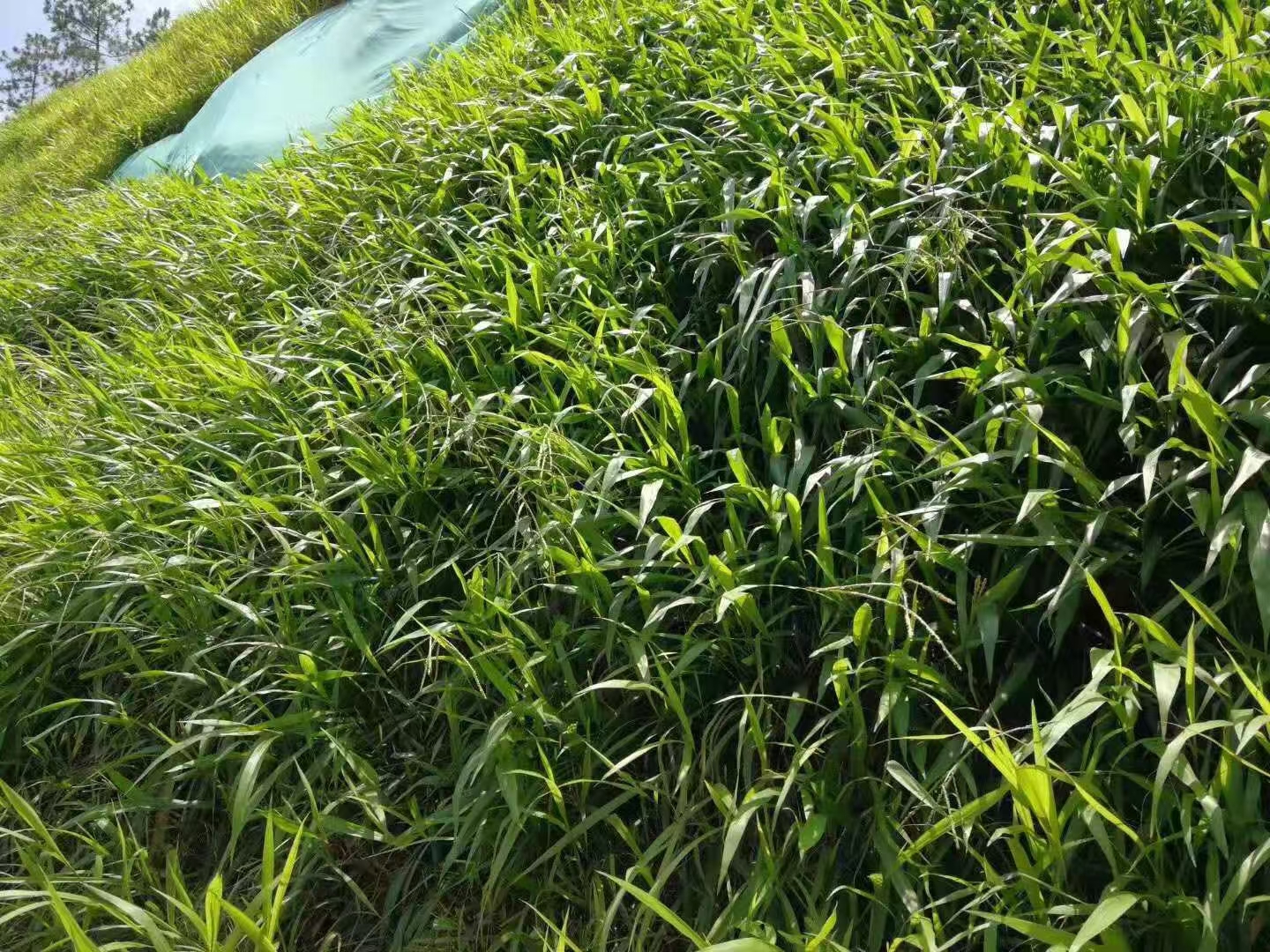 矿山排土场复绿种什么草，草灌配方和分级施工要点