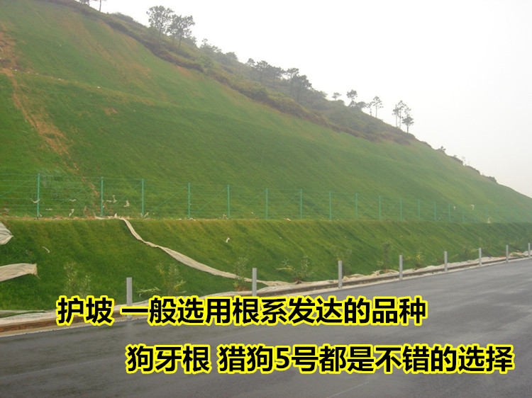 8月高温期能不能播护坡草籽，夏播草种选择和保苗要点