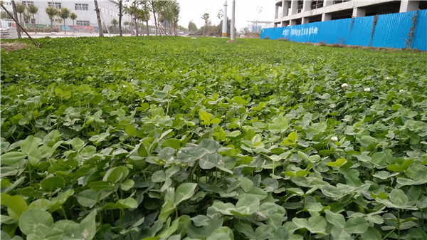 高速边坡植生袋怎么用，袋装土配比和草种填充要点