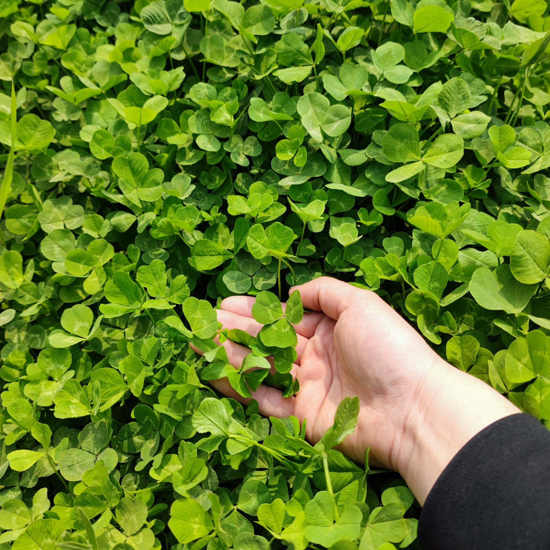 边坡立体绿化怎么做，上中下三层植物配置方案