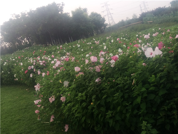 南方多雨地区护坡种什么草，耐湿耐酸品种和排水配套