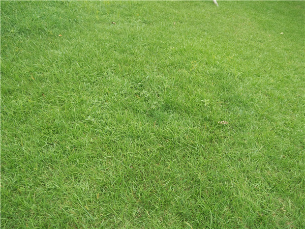 菏泽公路边坡绿化草种去哪采购，本地供货和用量测算