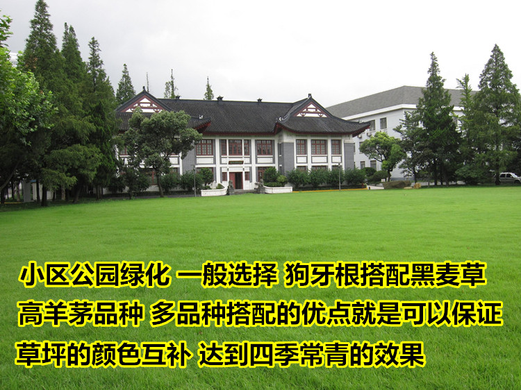 边坡绿化一般用什么草，不同坡质和气候下的草种对比