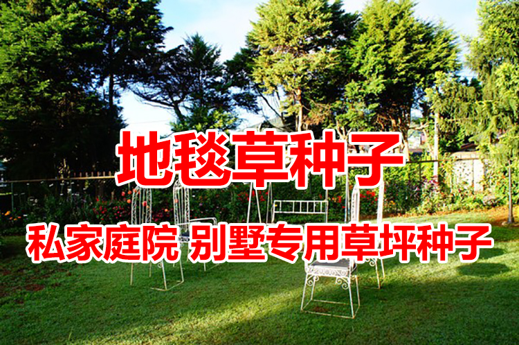 边坡绿化一般用什么草，不同坡质和气候下的草种对比