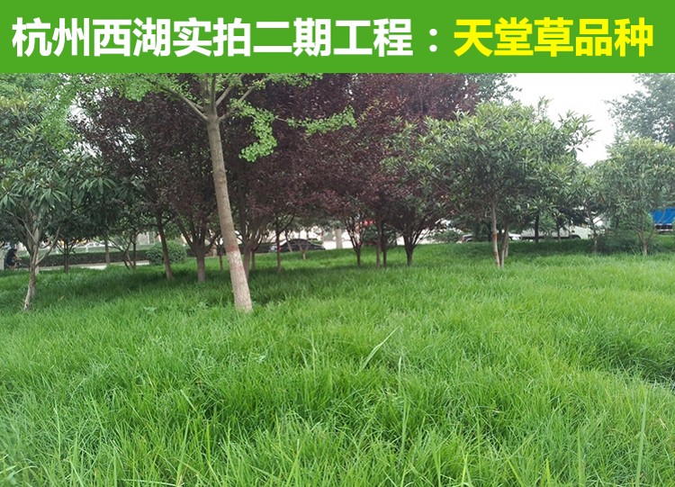 山体边坡绿化怎么做，分级施工和草灌结合方案
