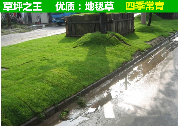 狗牙根种子撒下去迟迟不发芽，是种子问题还是地温问题？排查方法