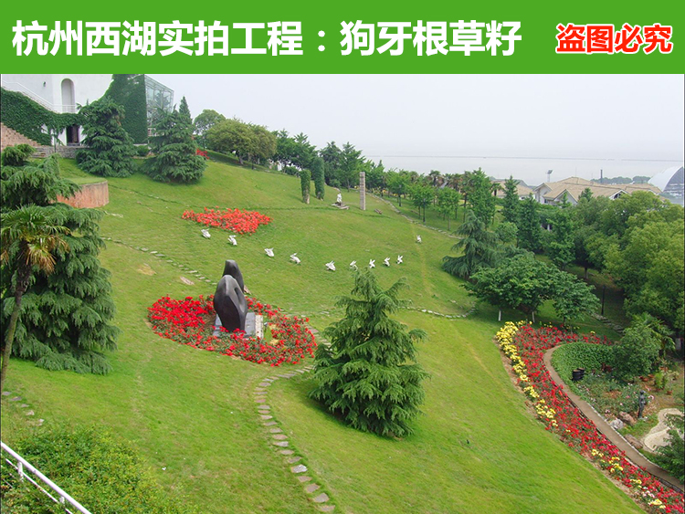 狗牙根播种到成坪要多久？各阶段管理要点与常见失误