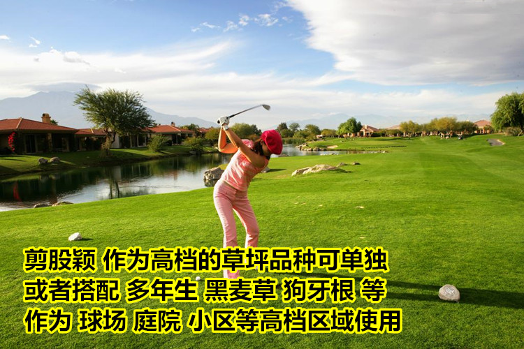 护坡用的狗牙根草种去哪里采购？批发渠道和验收要点