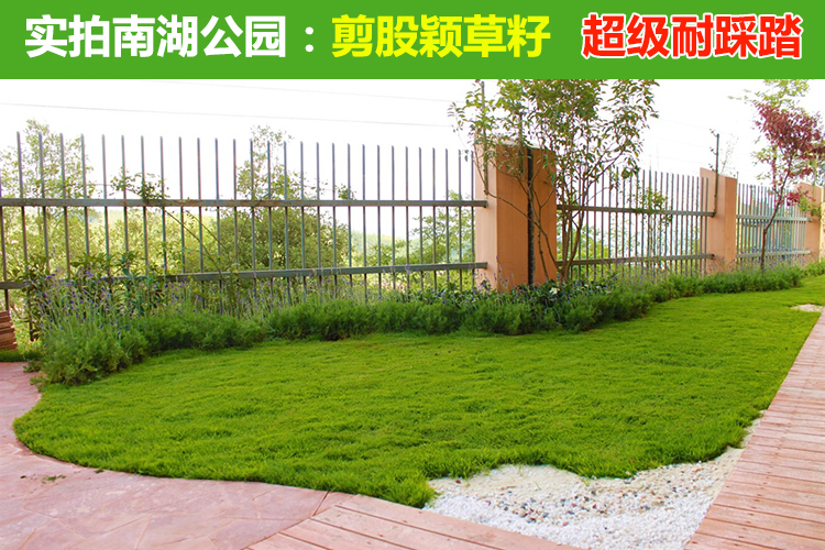 南方河堤护坡草种有哪些？按水位分带选种更靠谱