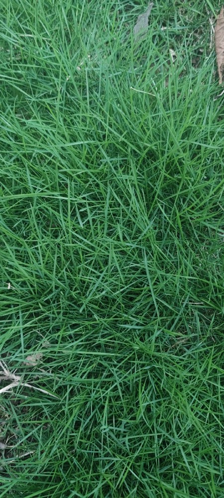 高羊茅混播草坪怎么播？整地、播量、覆土和出苗浇水全流程