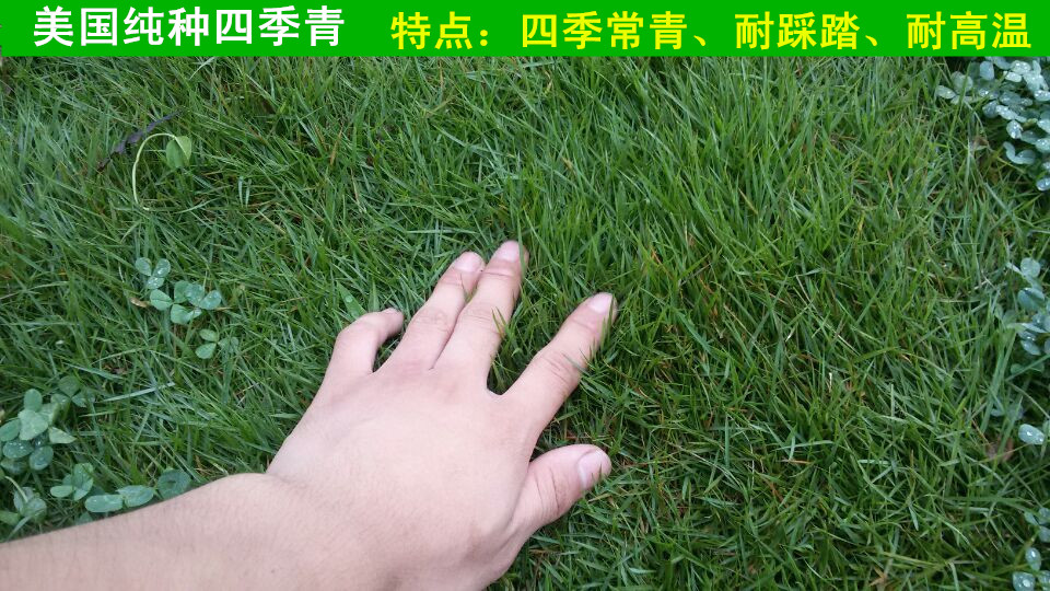 护坡草种批发去哪里找便宜又靠谱的货？渠道对比和避坑要点