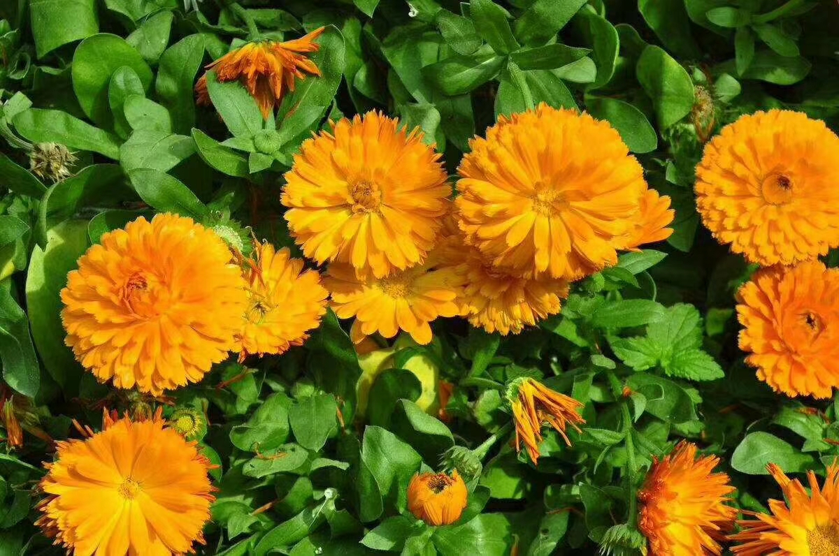 河堤护坡想带点花怎么配？草花与草种混播比例和花期安排