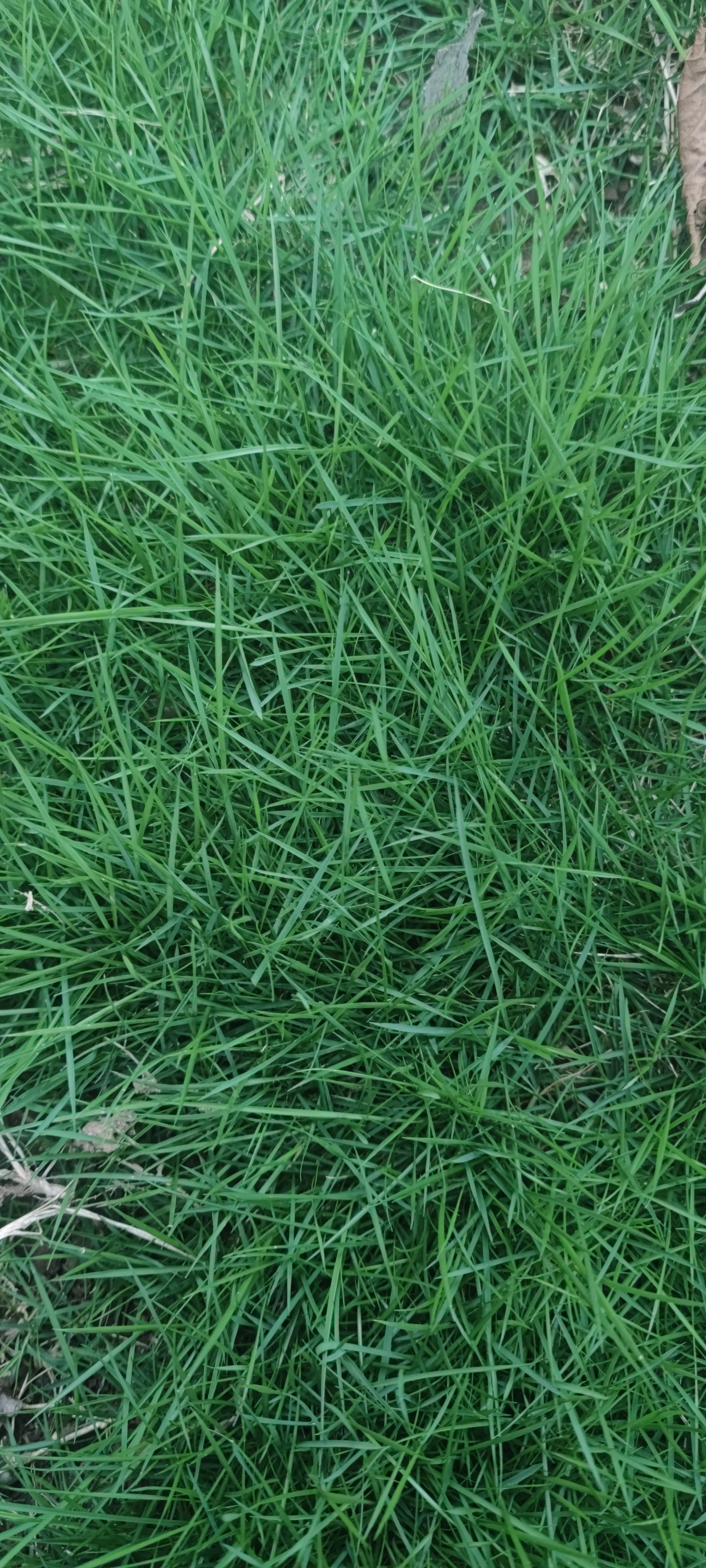 一公斤草种大概多少钱？按品种换算每平方米有效成本才公平