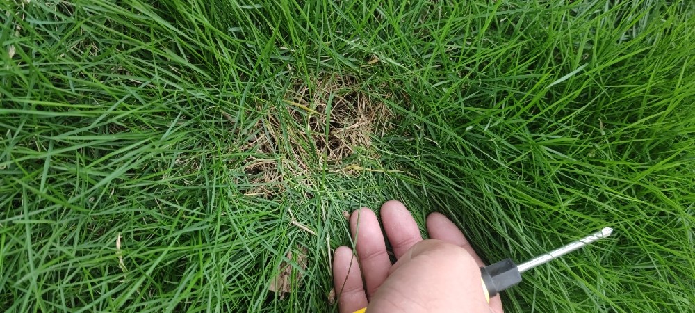 高羊茅草籽多少钱一斤？草坪与护坡两种用途的用量差