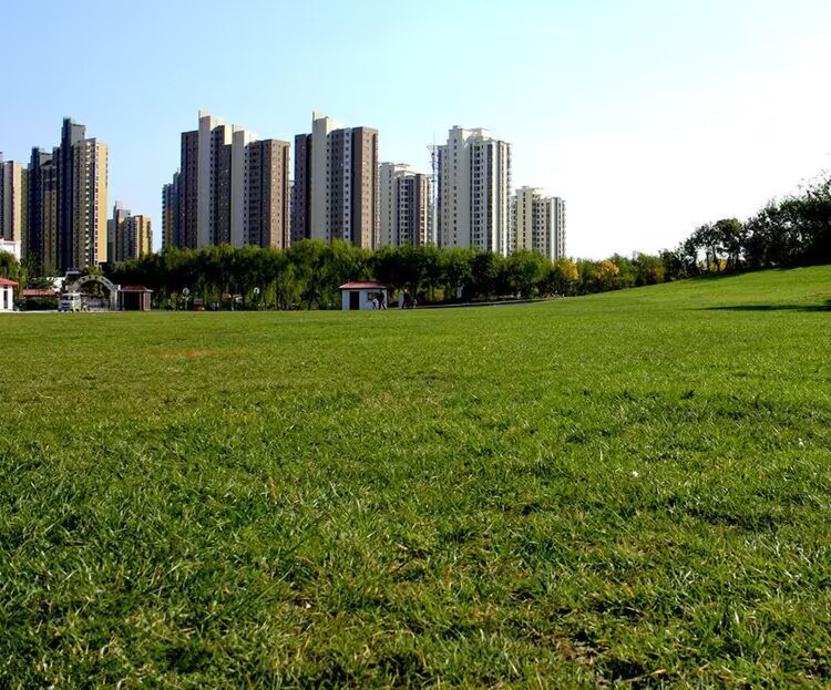 批发护坡专用草籽要注意什么？指标、配方和到货周期