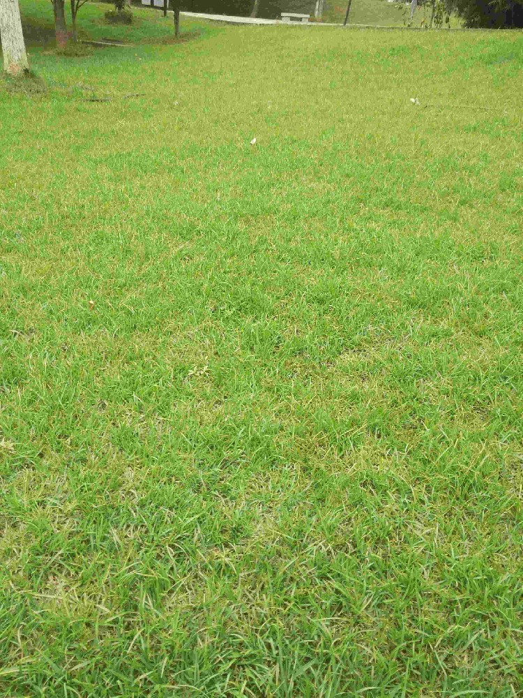 北方草坪草种批发，早熟禾高羊茅混播包哪里买