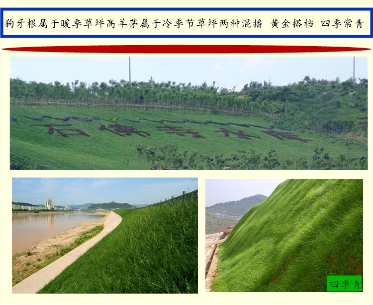 百喜草种子价格与批发渠道，南方护坡首选