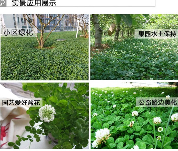 紫穗槐种子批发多少钱一斤？播种前怎么处理