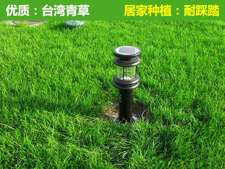 冬季草坪交播草种批发，黑麦草用量多少