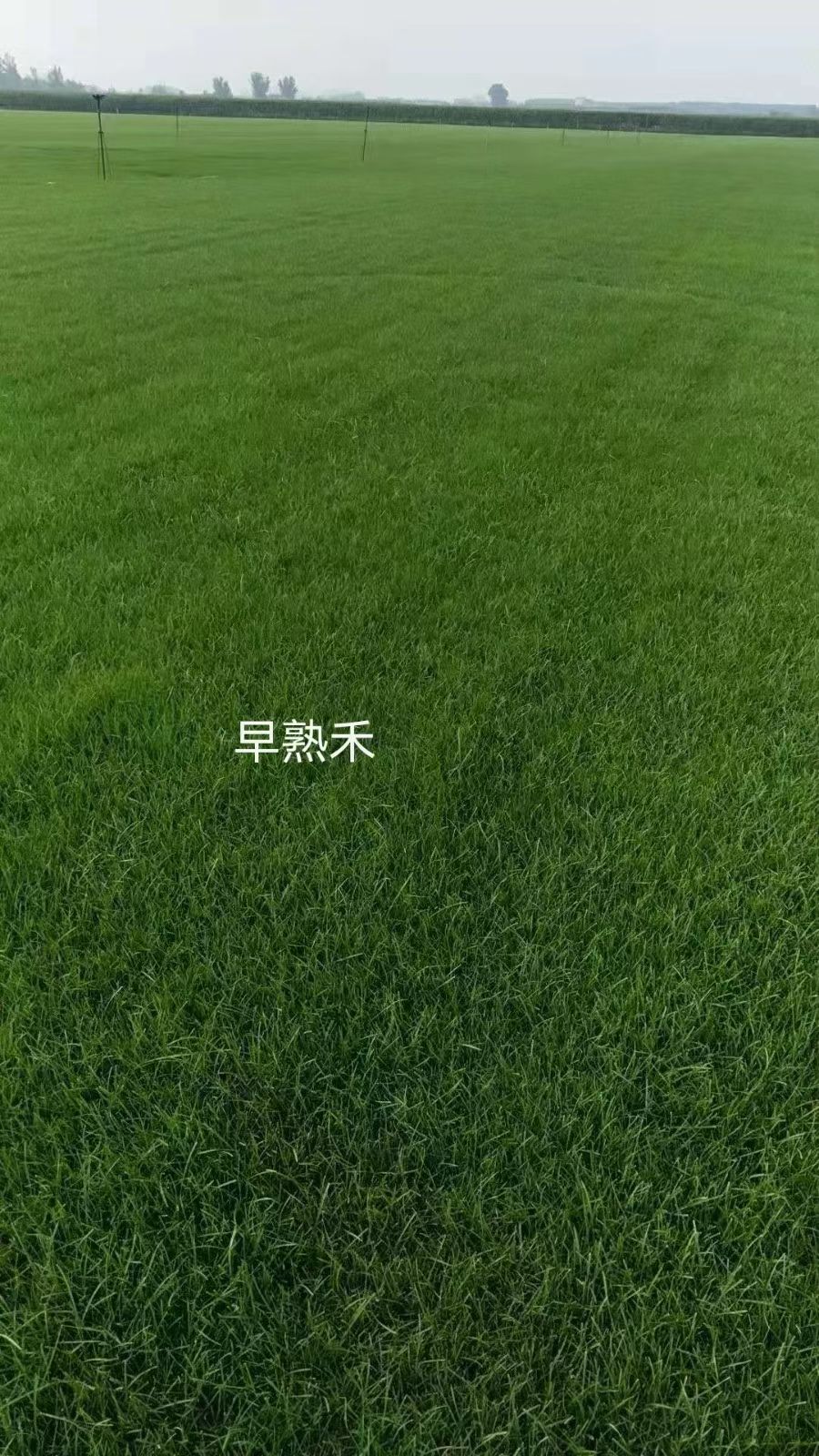 春季播种用什么草种，批发采购清单