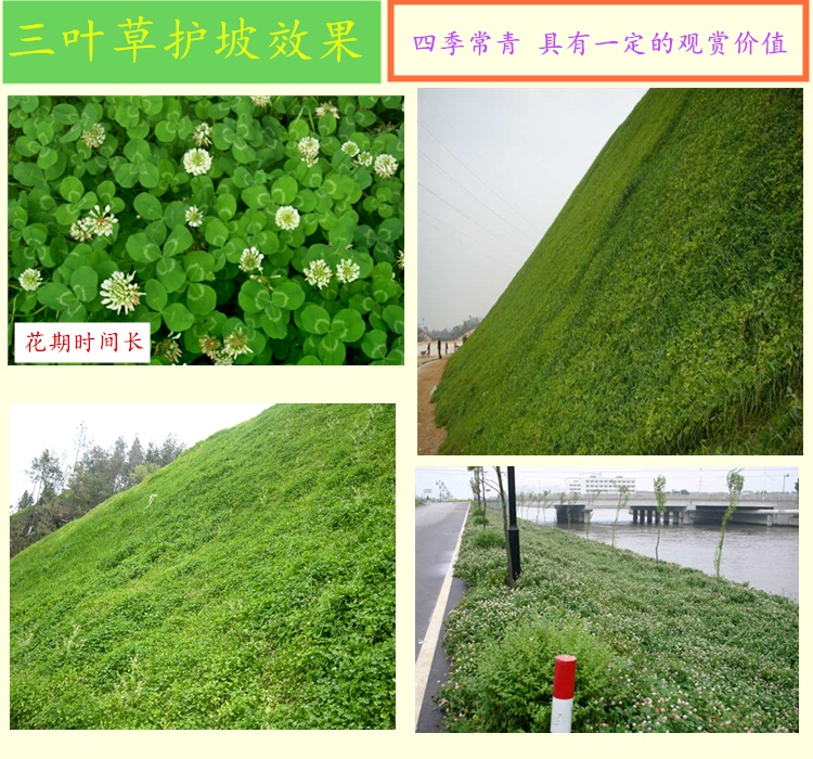 山东济宁草坪种子一亩地几斤，早熟禾高羊茅混播比例多少